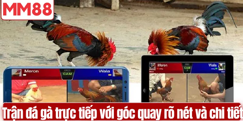 Trận đá gà trực tiếp với góc quay rõ nét và chi tiết
