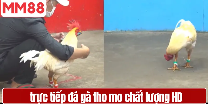 Trải nghiệm xem trực tiếp đá gà tho mo chất lượng HD sắc nét