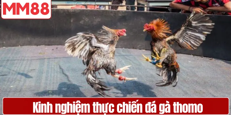 Kinh nghiệm thực chiến đá gà thomo từ cao thủ lâu năm